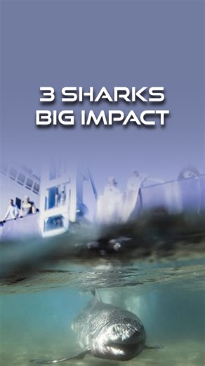 Watch to see a closer look at the sharks whose data helped advance white shark science in the Western North Atlantic. 🦈 Each track adds another piece to the puzzle! | OCEARCH