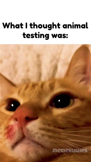 ANIMAL TESTING!!