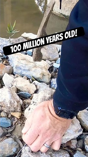 I Almost Missed This 100 Million Year Old Ammonite #geology #fossil #paleontology