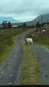 L5136 Derryvealawauma, Derryvealawauma, Co. Galway #countygalway #visit_ireland #sheep | Visit_Ireland_