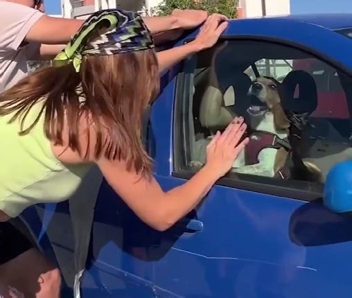 5.8M views · 10K reactions | Smart summer hacks for pet owners! | 5-Minute Crafts | Facebook