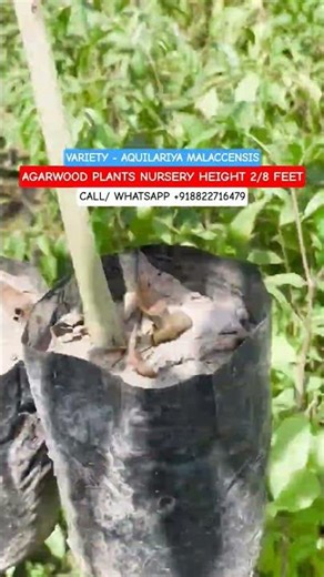 अगरवुड प्लांट - One of the Most ProfitablePlants in India | CONT NO +918822716479 #shorts#shortvideo