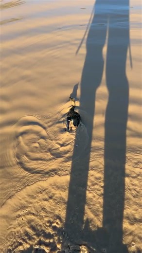 Understanding Duck Behavior During Hunting