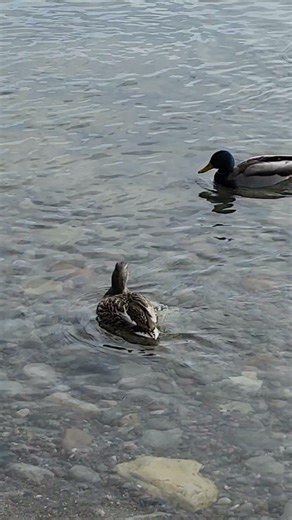 Wild Mallard ducks and Canada geese party. #shorts