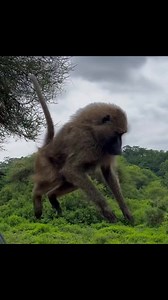 5.1M views · 29K reactions | We explore what you can expect from an East African safari throughout the year! To get itineraries packages visit www.paultoursafari.com | Paul Tours Safari | Facebook