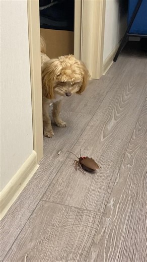 Leva’s Reaction to Cockroach 😂#funnydogs #dog #pets