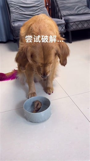 The nine ninth and eighty-one hardships of the dog... 😆