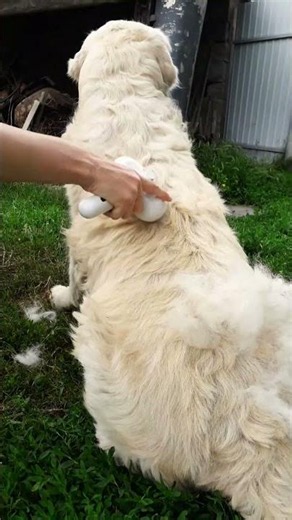 🔥 My Golden Retriever Became Addicted to This 3-in-1 Steam Grooming Brush