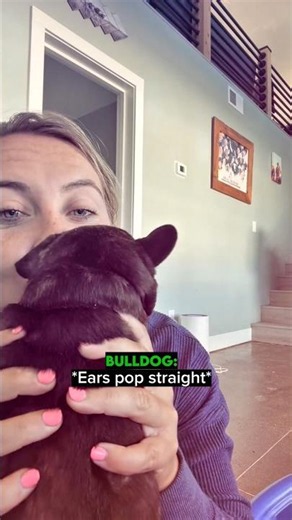 Bulldog party trick😆 #pennsylvania