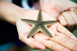 11 Starfish Spiritual Meanings and Symbolism: It’s good luck?