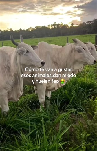 #ganado #brahman #becerros #campo | brahman bull