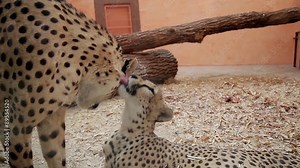 Two cheetah kiss. Cheetahs licking each other.