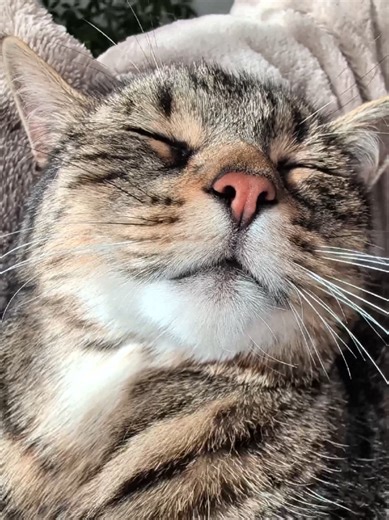 Misti is getting ready for the weekend naps 😸💤💝💤😸 #cat #cats #asmr #fyp