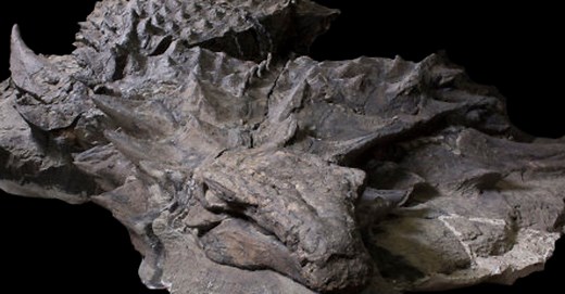 Canada Unveils 'Dinosaur Mummy' Found With Skin And Gut Contents Intact