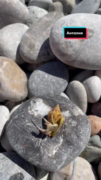 Discover the Fascinating Mini Snail Moving on Pebbles