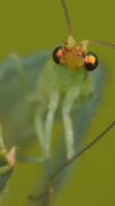 9.7K views · 103 reactions | This lacewing bachelor is looking for love! Lacewing insects have glassy wings and shimmering eyes but the real asset they use to attract a partner is good vibes! | Deep Look • PBS | Facebook