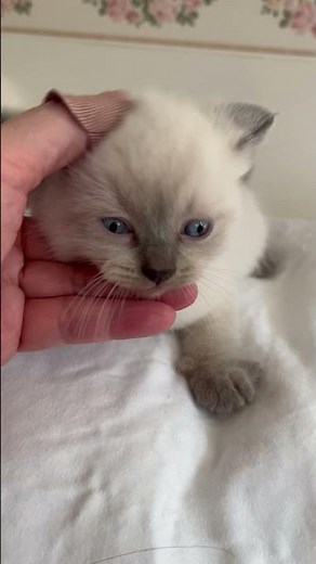 Sold Boy B British Shorthair Blue x Ragdoll mix 0413782795 Melbourne Australia Nov 2025