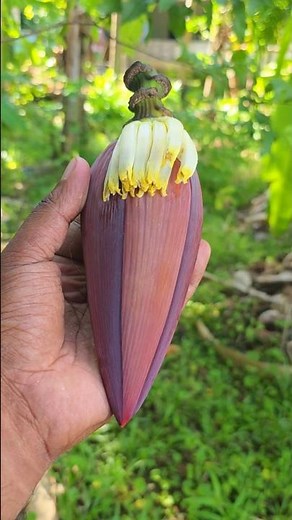The Science Secrets of Banana Flowers