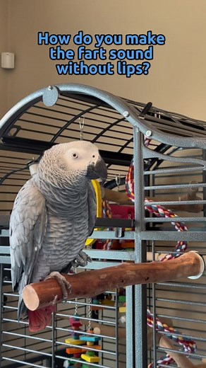 How does Giz make the fart 💨 sound with no lips? #gizmosjourney #gizmothegreybird #africangrey #gizmo #talkingparrot #funnyparrot