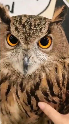The owl makes up for the sky's lack of cats