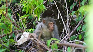 Wild monkey family in the rainforest near city Da Nang, Vietnam. Wild monkeys in the nature