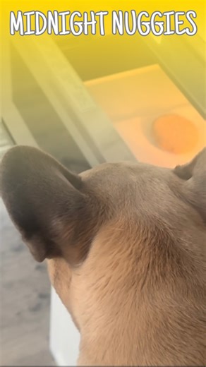 Nuggets are life #nuggets #dogparents #midnightsnack #frenchbulldog #hungrydog | somefrenchienamedapollo