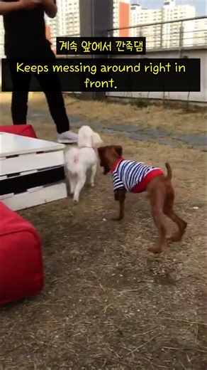 계속 깐족대더니 결국 “꽥” 🐶😂 Teasing Gone Wrong! からかいすぎて大失敗 #Shorts