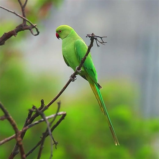Rose-Ringed Parakeet Up Close! 🦜 | Birds in My Backyard | Canon R6 Mark II + RF800 F11