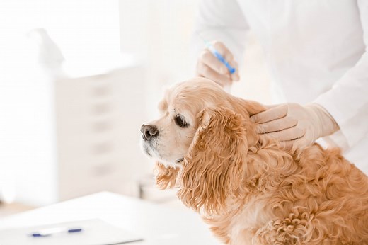 Chemical castration implants for dogs: An alternative to surgical dog castration