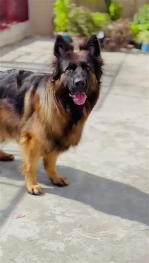 Female☝️🔥#badimalik3 #badimalik #dogsoftiktok #dogslover #germanshepherds #dogsogtiktok #blackgerman