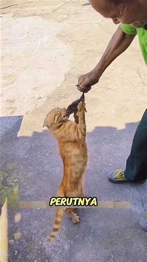 Why do cats stay healthy even though they eat dirty mice? #cats