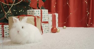 Front view of cute, funny, white, furry rabbit sitting on carpet, on floor, looking at camera. Animal, symbol of new year having photoshoot. Concept of new year and christmas.