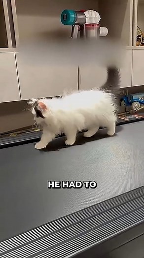 Smart Plan to Get Your Cat to Exercise! 😂. #CatFitness #PlayfulPaws #HealthyCats #OMG #usaviralreels #usaviral #usareels #viralreelsfb #trendingreels #shorts | Unique Shows
