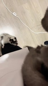 The Adorable Talking Mink at Home