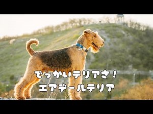 でっかいテリアさ！エアデールテリア【おんがくどうが】