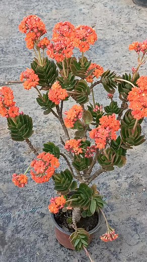 2.4K views · 206 reactions | Kalancho | RK Gardening Point | Facebook