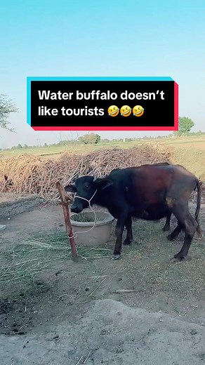 The Water Buffalo in this village didn’t like me 🤣 #ruthconscious #waterbuffalo #villagelife #pakistan #triptopakistan2022