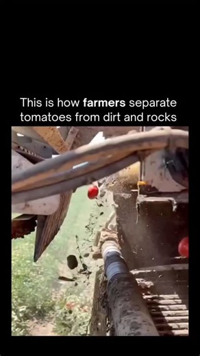 Technology | Motivation | success on Instagram: "This Is How Farmers Separate Tomatoes from Dirt and Rocks 🍅🚜 After harvesting, tomatoes don’t arrive clean and perfect—they’re mixed with dirt, mud, leaves, and even small rocks. To solve this efficiently, farmers use a smart, science-based method that relies on density and flotation. Tomatoes are less dense than water, so when they enter large water channels or tanks, they naturally float. Dirt and rocks, being heavier, sink straight to the bot