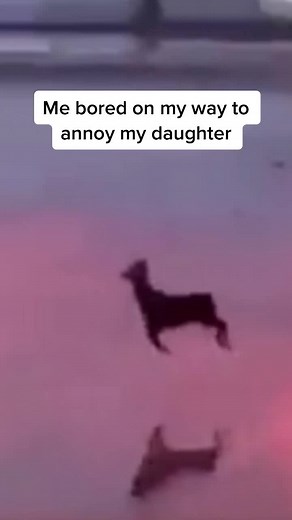 Annoying My Daughter Memes Compilation