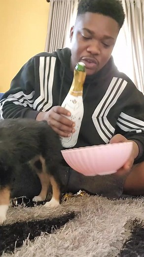 Dog for sale #pascalgreatgadgets #dogsoftiktok #daisydog