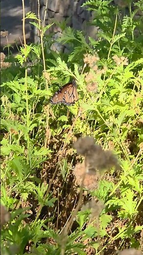 More Than Beautiful: Why Butterflies Are Essential to Life