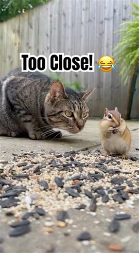 Cat vs Chipmunk… and the chipmunk won. #shorts #cat #chipmunk #funnyanimals #viralshorts