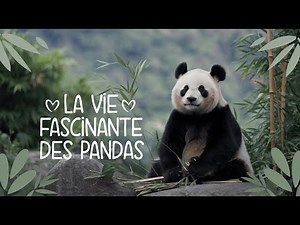 Tout Savoir sur les Pandas : Habitat, Comportement et Conservation