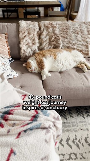 Transforming Chonky Cats: Kristine's Inspiring Journey