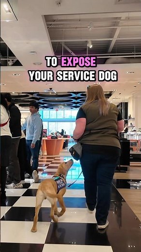 Critical Service Dog Training Tip‼️