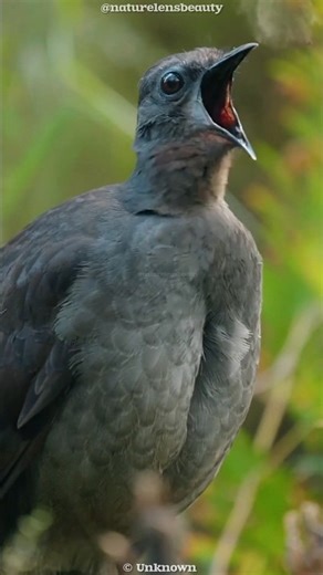 The Bird That Copies Any Sound Perfectly! #shorts