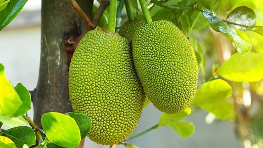 Compelling Reasons For You To Eat Jackfruit Daily