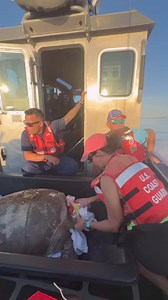 The Turtle Hospital rescue team joined the USCG Marathon Station to respond to a critical boat strike loggerhead Friday evening. Every effort was made to save “Katara”, but sadly her injuries were too extensive and she passed away overnight. A grave reminder to please watch out for marine life when in the water. Slow down in shallow areas, have a spotter wearing polarized sunglasses on the bow of your boat keeping watch for marine life that may be surfacing for a breath. #rescuerehabrelease #com
