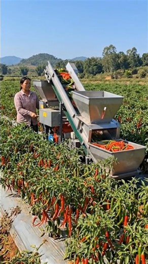 Incredible Chili Harvesting Machine in Action – Modern Farming Innovation 🌶️🚜