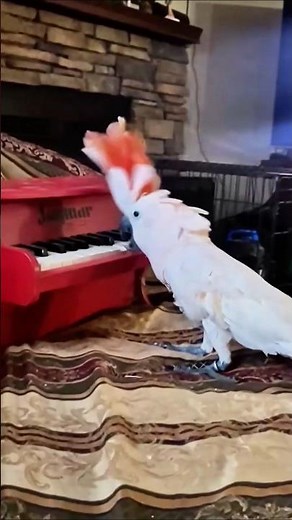 The ultimate cockatoo show from music to dance